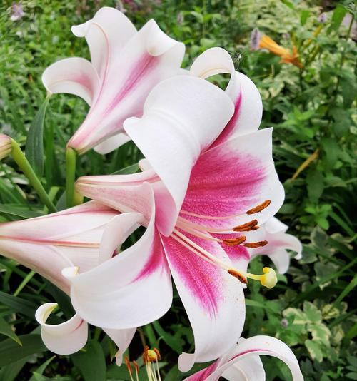 粉色百合花象征的意义是什么？这种花在花语中代表了什么？