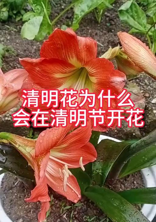 清明节收花有哪些特别的意义和象征？