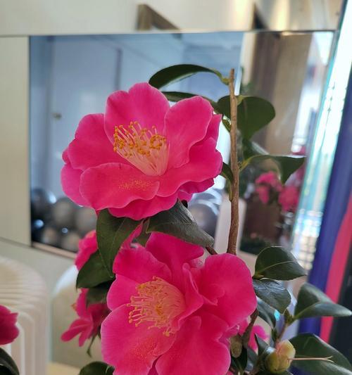 红色盆景花寓意发财吗？