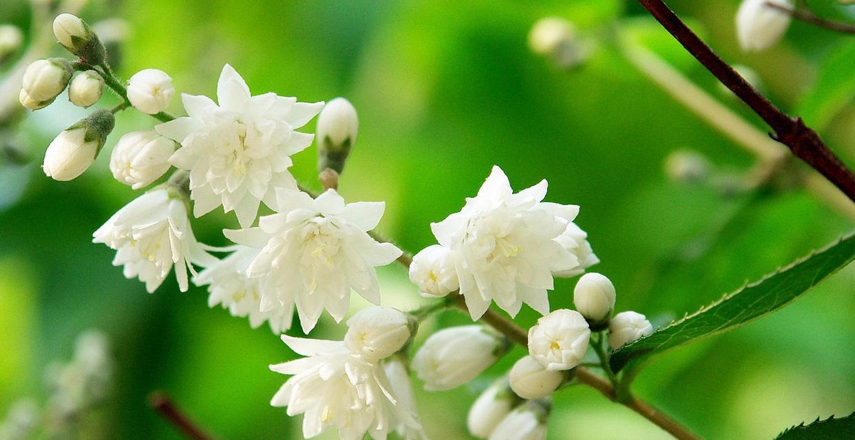 咖啡白色花的花语是什么？