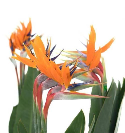 象征天堂的花是什么颜色？天堂花语有哪些？