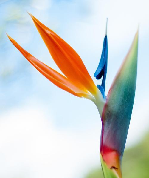 象征天堂的花是什么颜色？天堂花语有哪些？