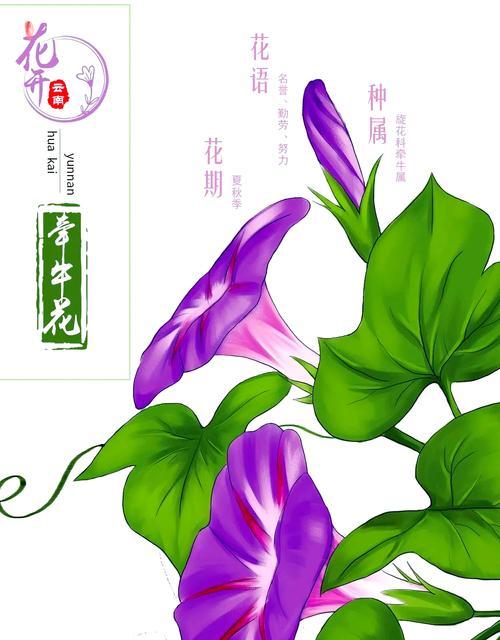 紫色喇叭花代表什么？在花语中有哪些特别含义？