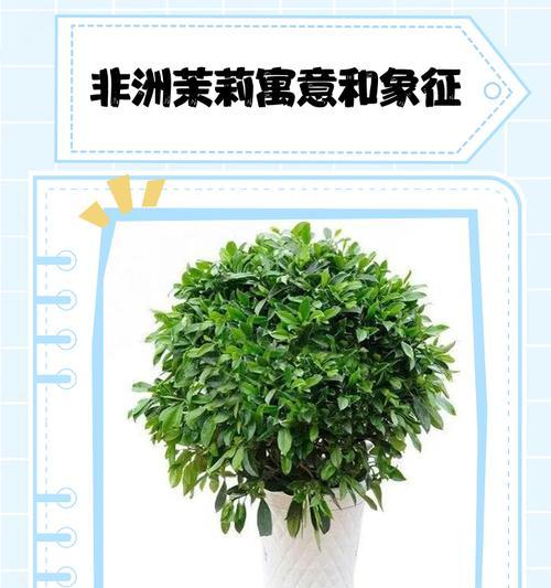 不同颜色茉莉花的寓意有何不同？它们各自代表什么？