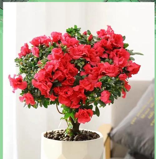 哪种红色花象征幸运？红色花的吉祥寓意有哪些？