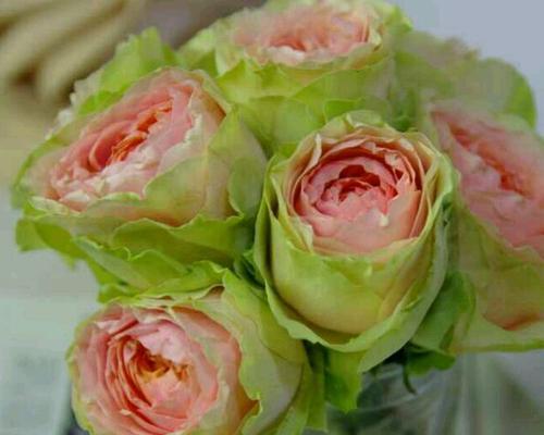 淡绿色月季花代表什么含义？