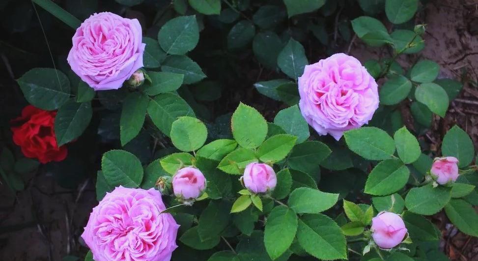 淡绿色月季花代表什么含义？