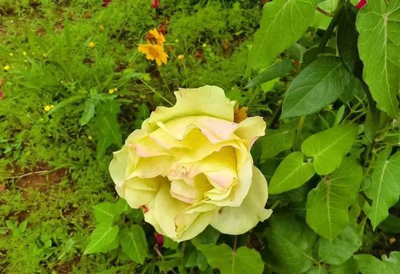 淡绿色月季花代表什么含义？