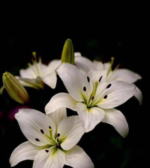 白色百合花象征着什么？它们在花语中代表什么意义？