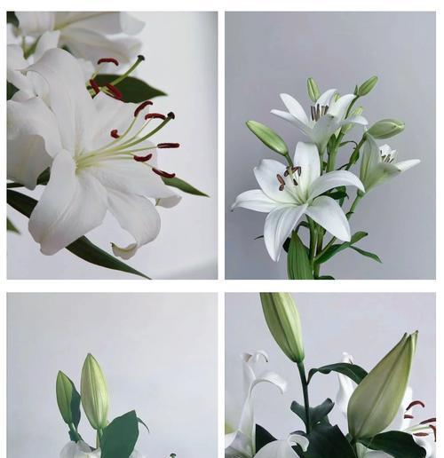 白色百合花象征着什么？它们在花语中代表什么意义？