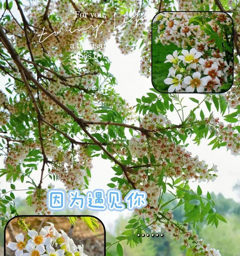 季节花有哪些寓意？季节花的寓意是什么？