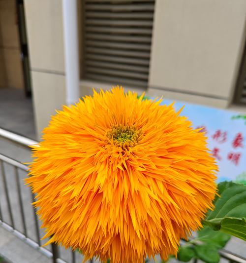 黄色摆件象征什么花？黄色摆件的寓意是什么？