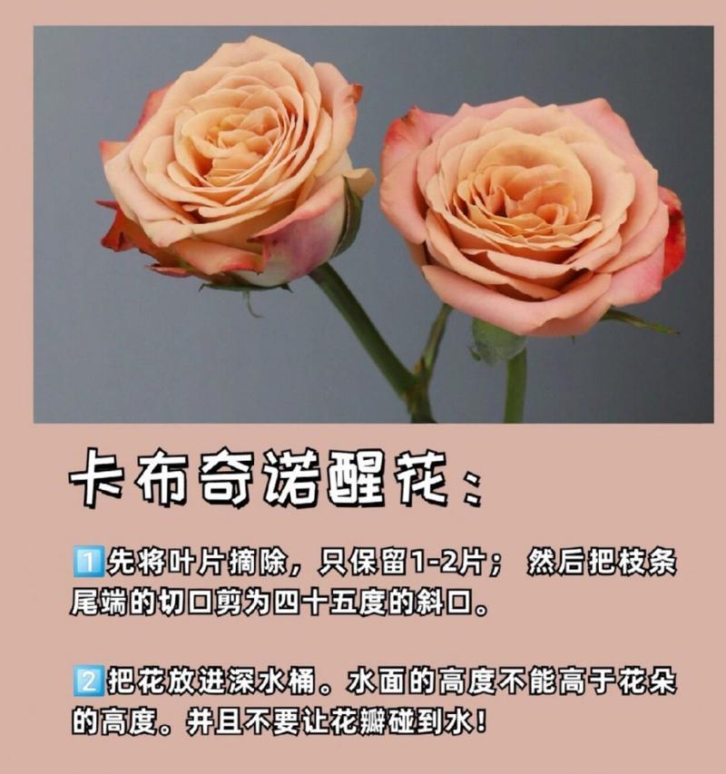 上色玫瑰代表什么花语？
