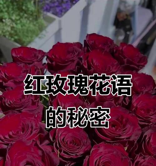 上色玫瑰代表什么花语？
