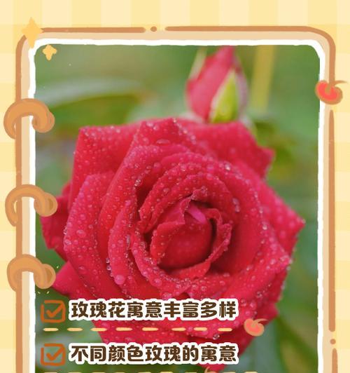 玫瑰花所有颜色的寓意是什么？每种颜色代表了什么情感？