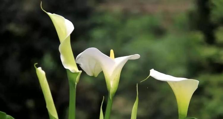 白色花编织的意义是什么？它们代表什么？