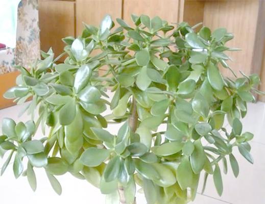 吉祥之花代表什么？它们的象征意义有哪些？