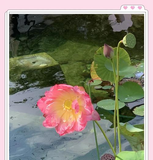 吉祥之花代表什么？它们的象征意义有哪些？