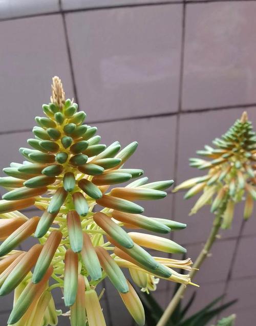 三花马有何历史背景和意义？三花马的象征与故事380