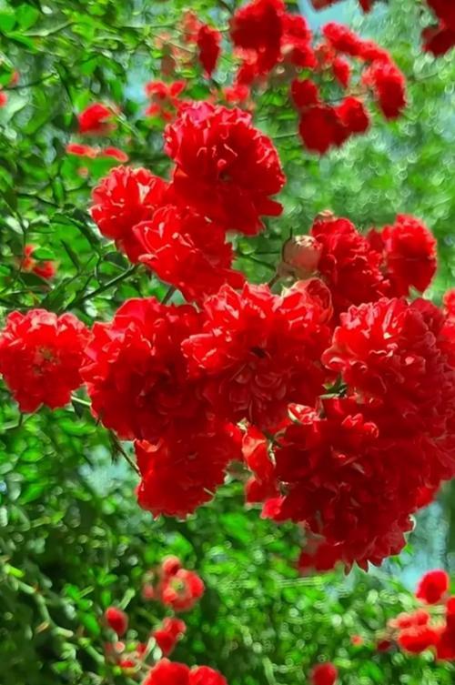 平安归来的花语是什么？哪种花寓意平安？