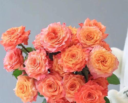 橘色的花有什么寓意和象征？橘色的花有哪些寓意？