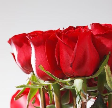 红色的花寓意什么好？红色花朵有哪些吉祥含义？