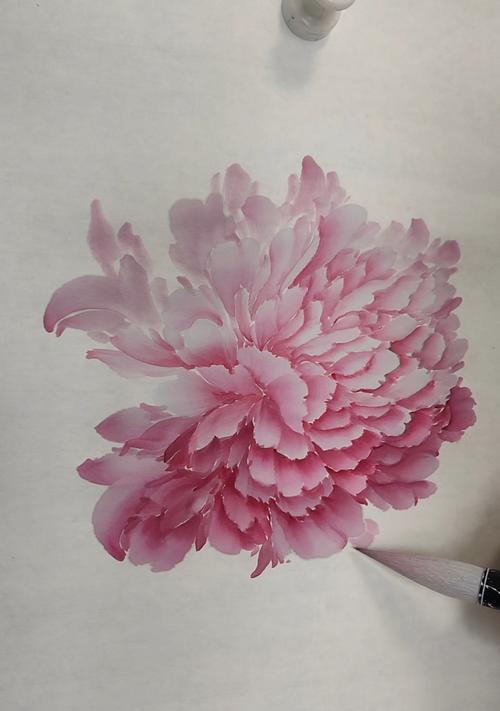 粉色绣球花代表什么意义？