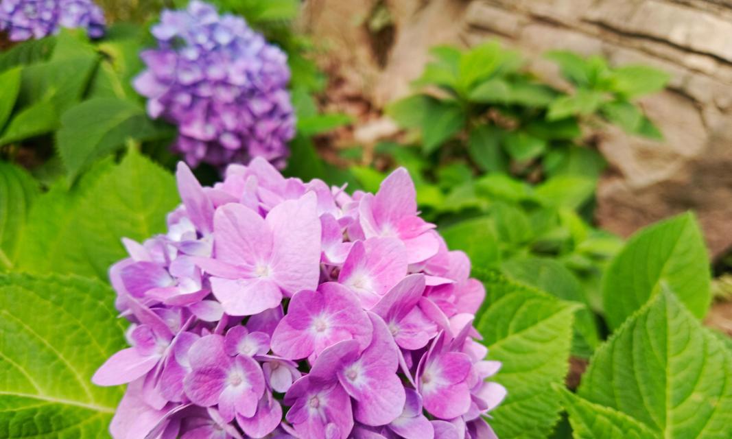 粉色绣球花代表什么意义？