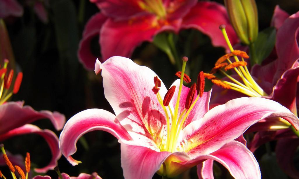 粉色百合花象征什么？粉色百合花的寓意是什么？