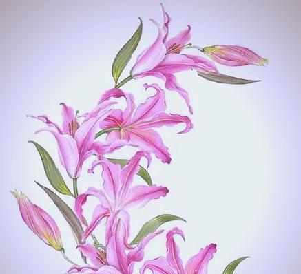 粉色百合花象征什么？粉色百合花的寓意是什么？