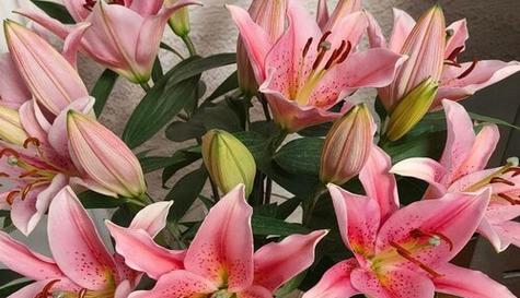 粉色百合花象征什么？粉色百合花的寓意是什么？