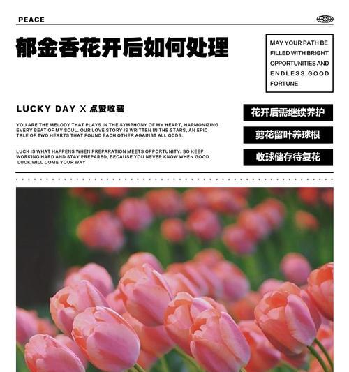 粉色花的象征意义是什么？它们通常代表什么？