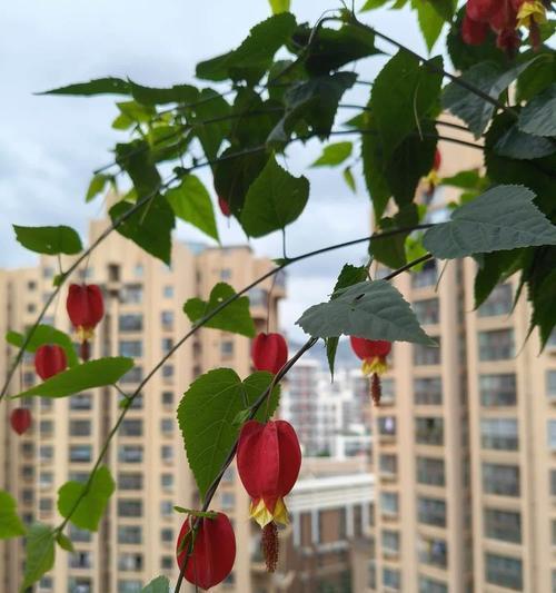 白色灯笼花代表了什么？它的寓意是什么？