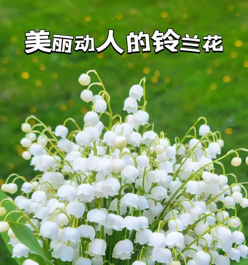 哪些花寓意身体健康？健康花的象征意义是什么？