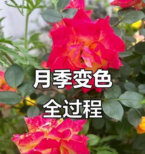 红色和黄色月季花代表什么？
