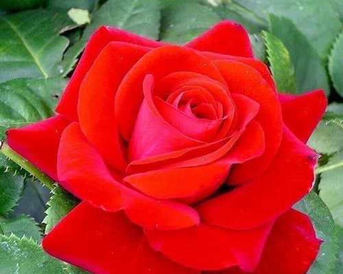 红色和黄色月季花代表什么？