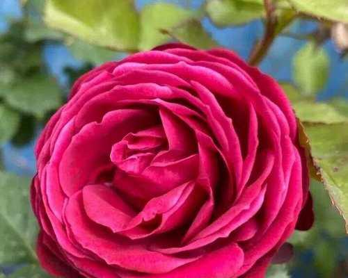 红色和黄色月季花代表什么？