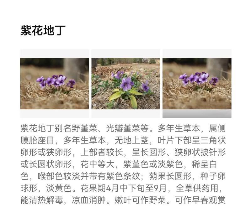 哪种花寓意纯爱的爱情？它们的花语是什么？