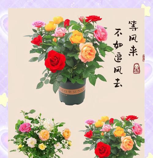 七色百花的花语是什么？每种颜色的花有何象征意义？