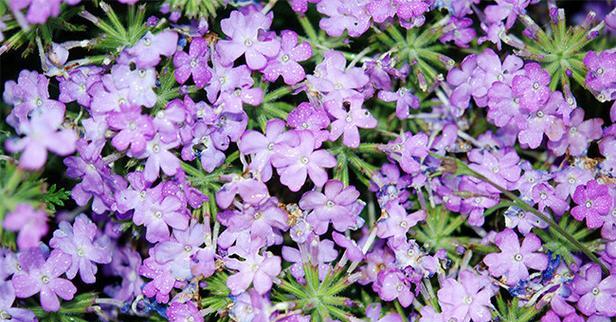 紫色花在古风中代表什么？紫色花卉的古风寓意是什么？