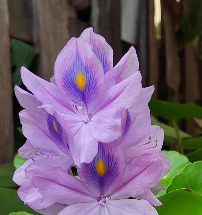 紫色花在古风中代表什么？紫色花卉的古风寓意是什么？