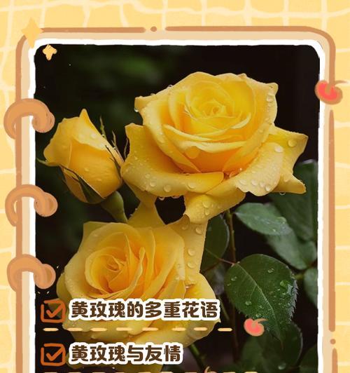 玫瑰花不同颜色的寓意是什么？如何根据颜色选择玫瑰花？