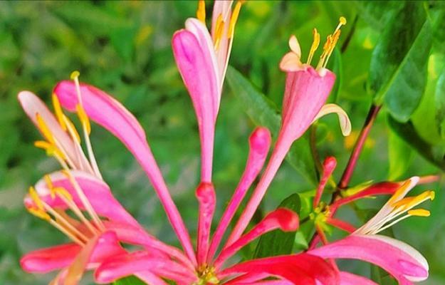 哪种花代表主角的爱情？主角爱情的花有哪些意义？