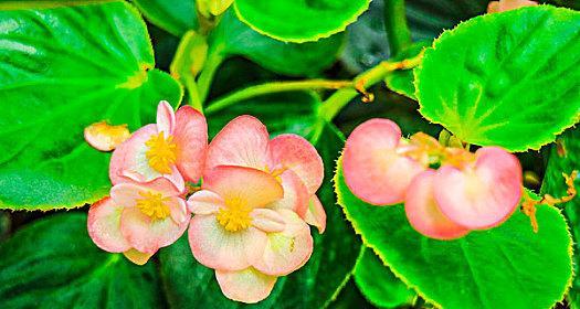 粉色的寓意深刻的花是什么？如何挑选？