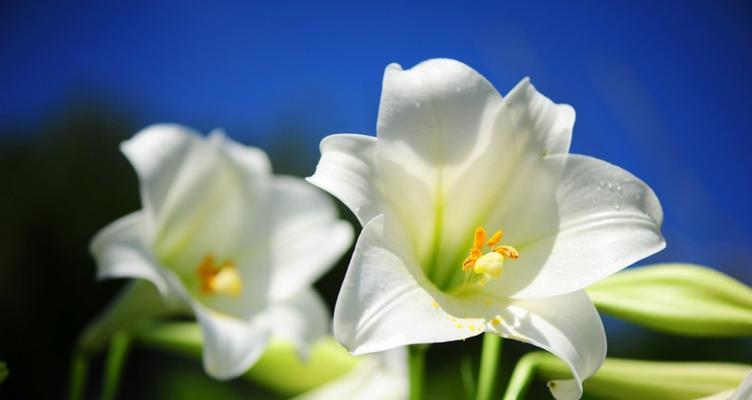 什么花象征甜蜜可爱和纯洁？甜蜜可爱与纯洁的花有哪些？