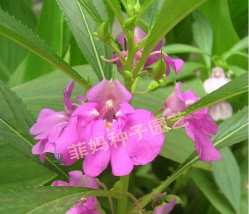 粉色指甲花代表什么？指甲花的花语有哪些？