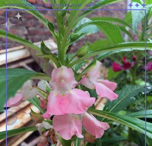 粉色指甲花代表什么？指甲花的花语有哪些？
