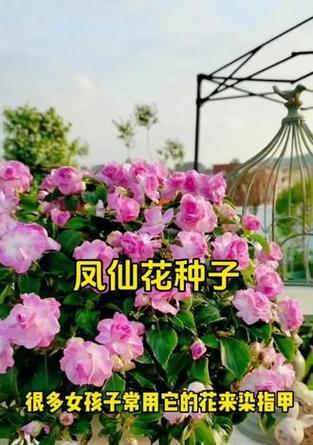 粉色指甲花代表什么？指甲花的花语有哪些？