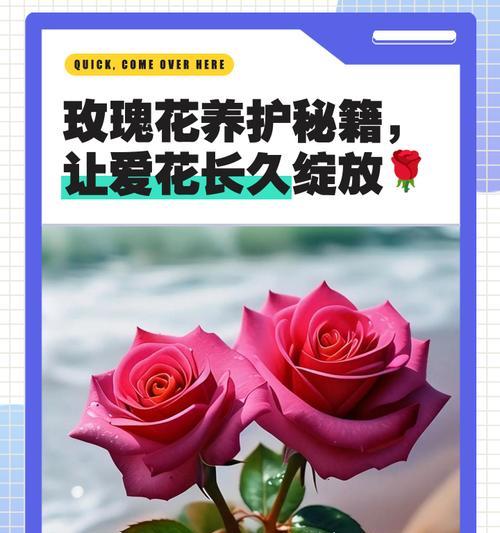 哪些花卉养殖象征着爱情？