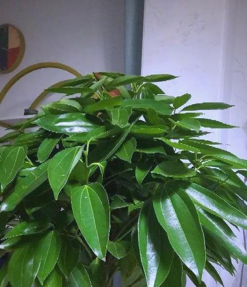 哪些花象征平安？